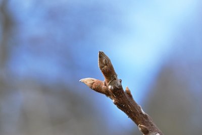 Juglans ailantifolia 'Cordiformis' - ořešák pajasanolistý - zimní pupeny